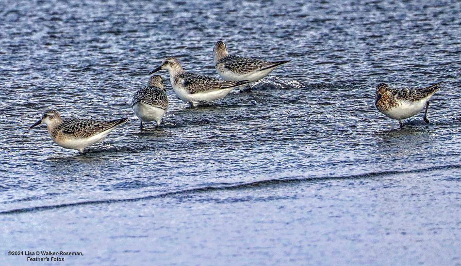 Sanderling - ML622883282
