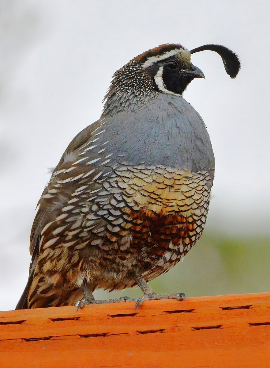 California Quail - ML622883287