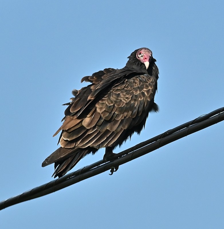 Turkey Vulture - ML622883432