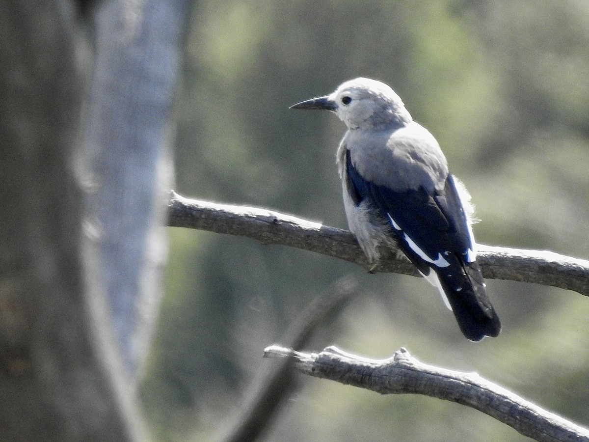 Clark's Nutcracker - ML622883458