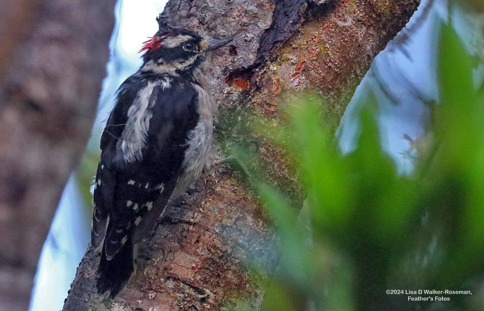 Downy Woodpecker - ML622883487