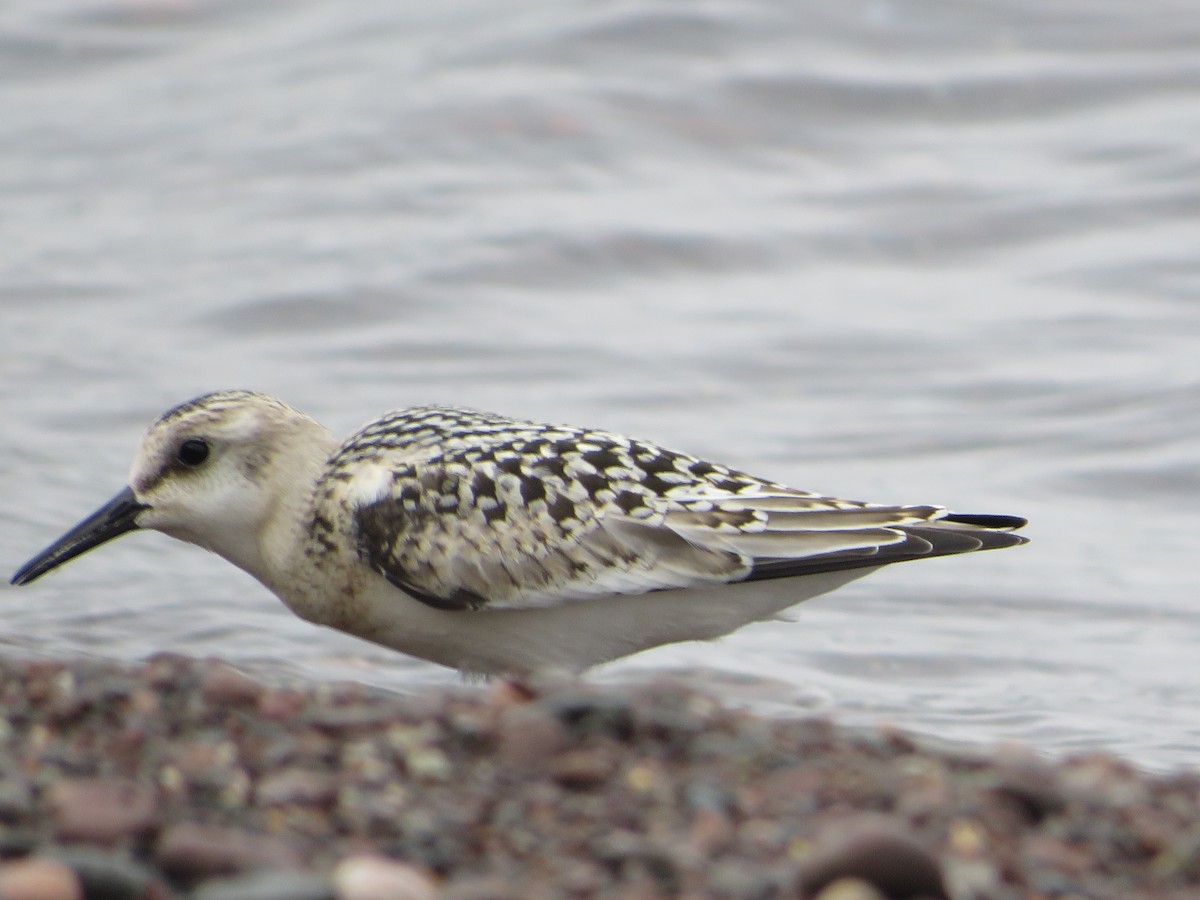 Sanderling - ML622883625