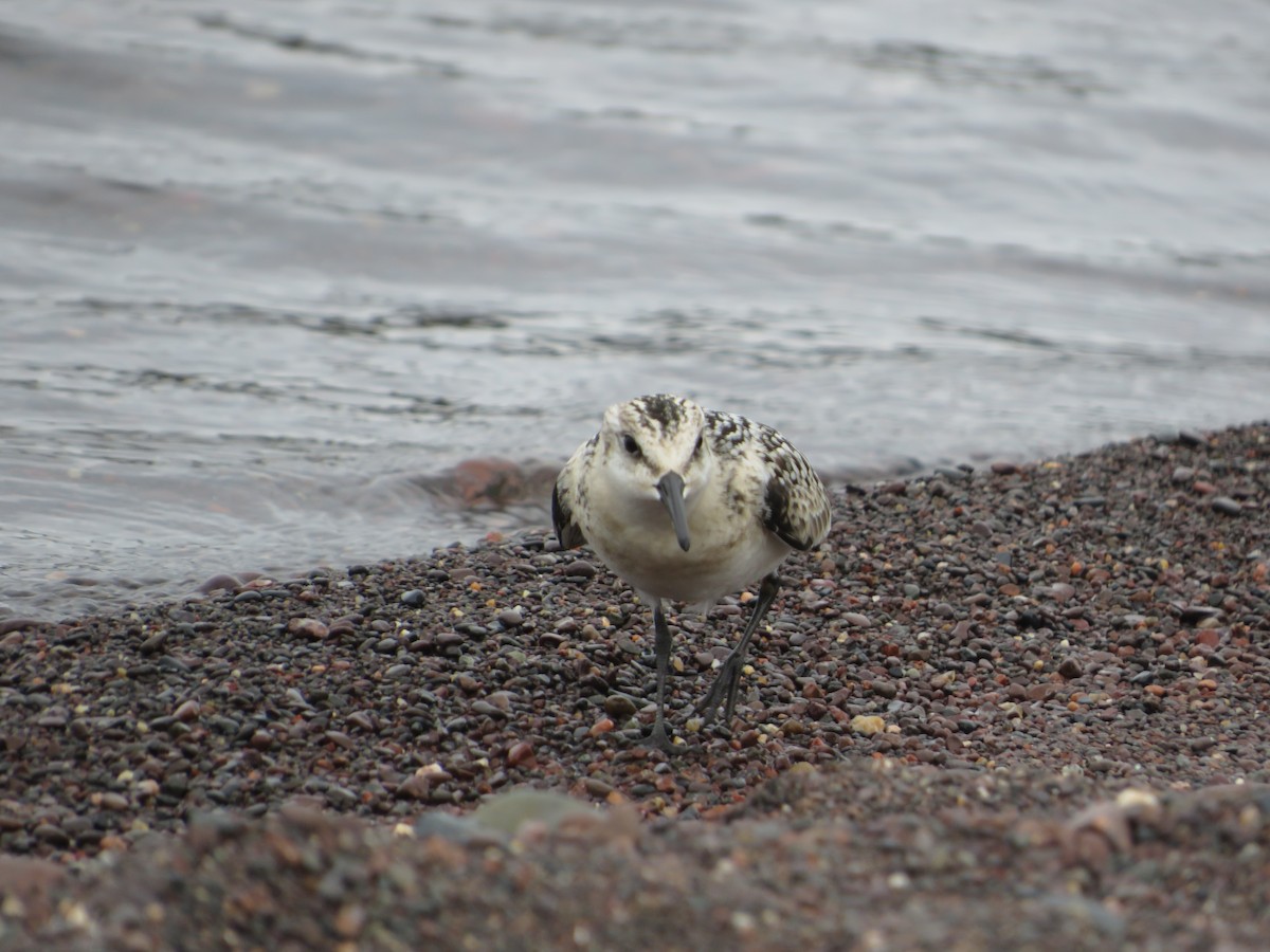 Sanderling - ML622883627