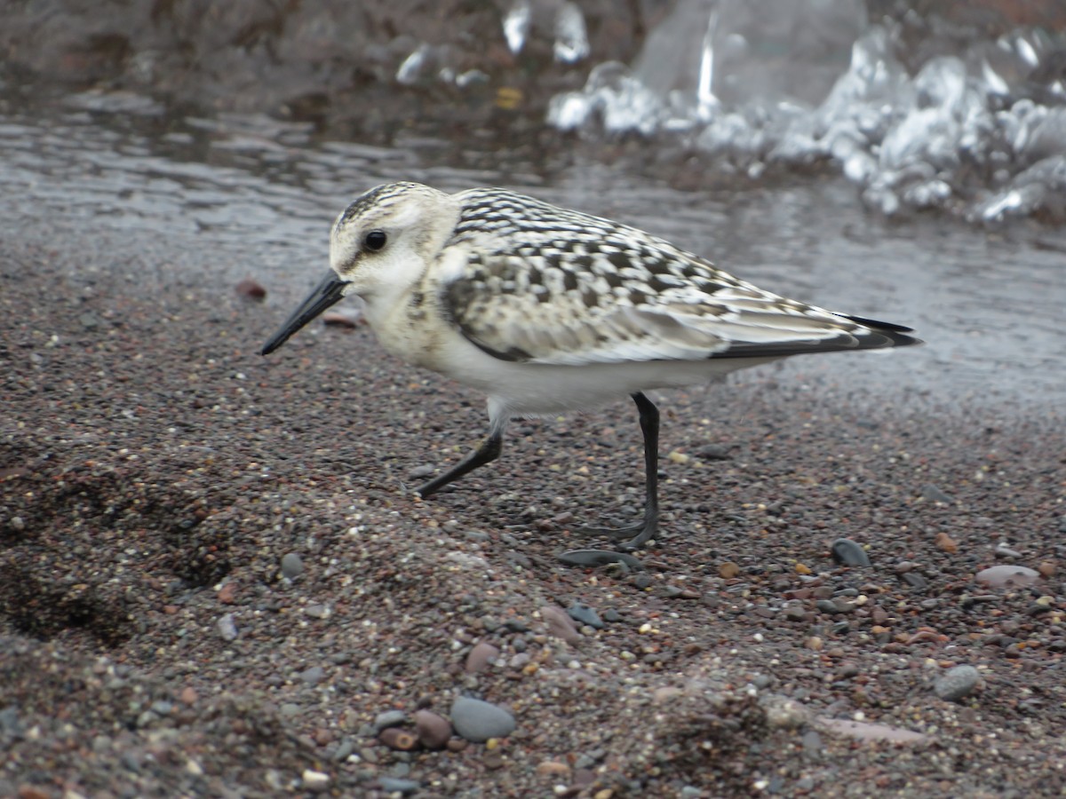 Sanderling - ML622883628