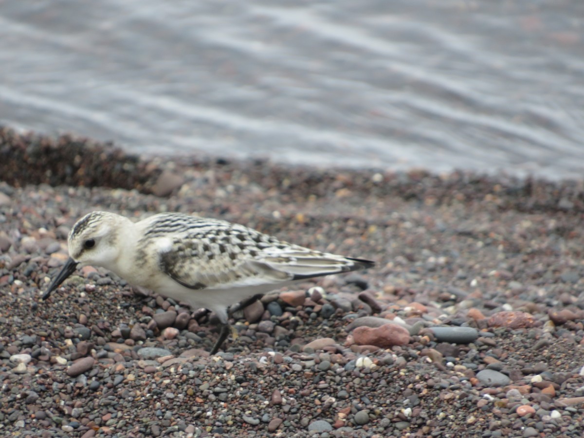 Sanderling - ML622883629