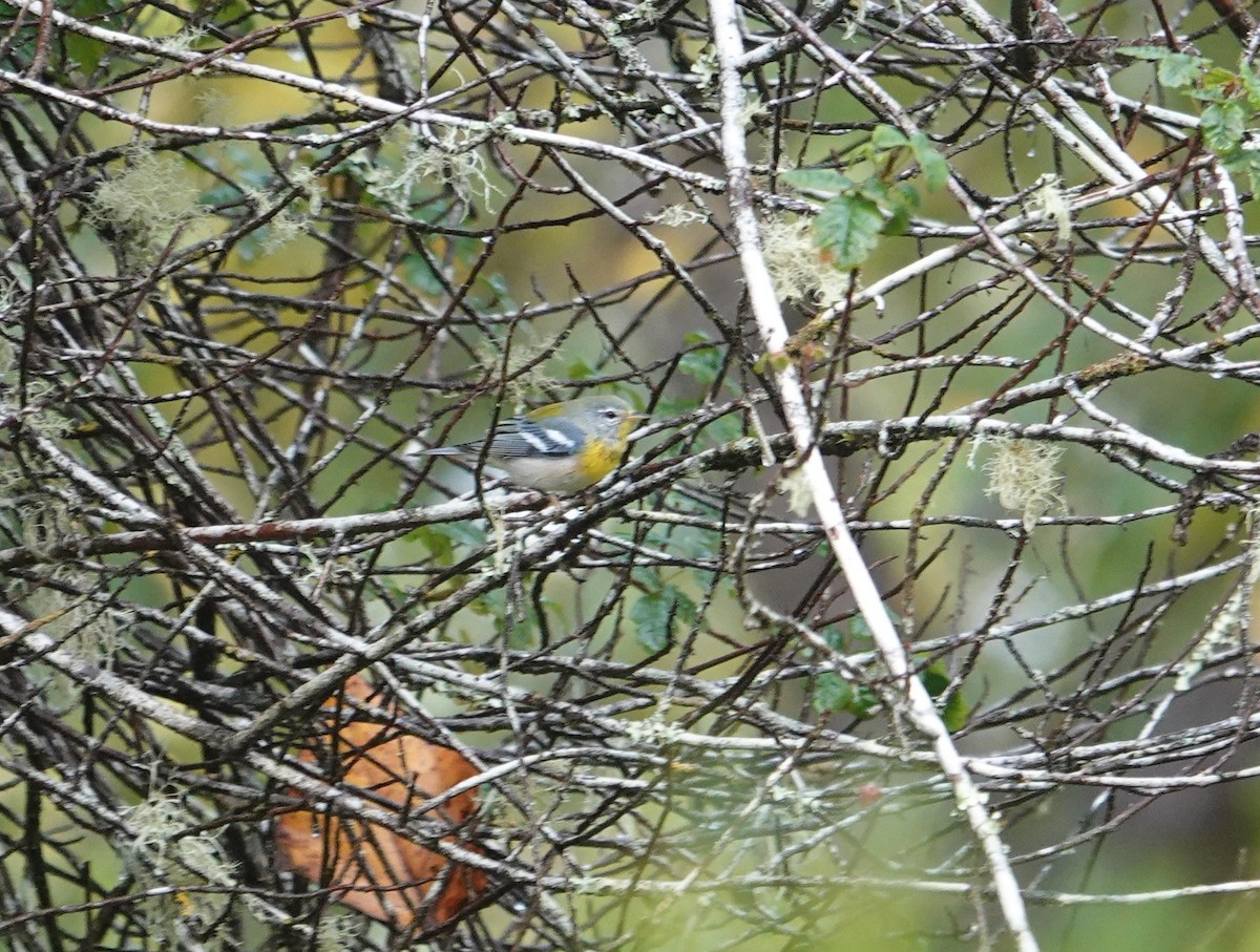 Northern Parula - Greg Gray