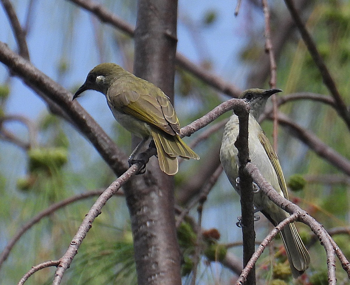 Puff-backed Honeyeater - ML622883661