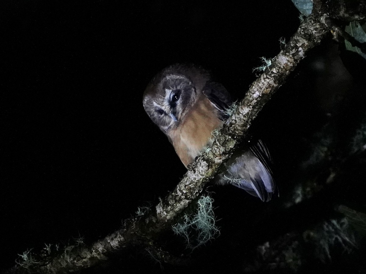 Unspotted Saw-whet Owl - ML622883670