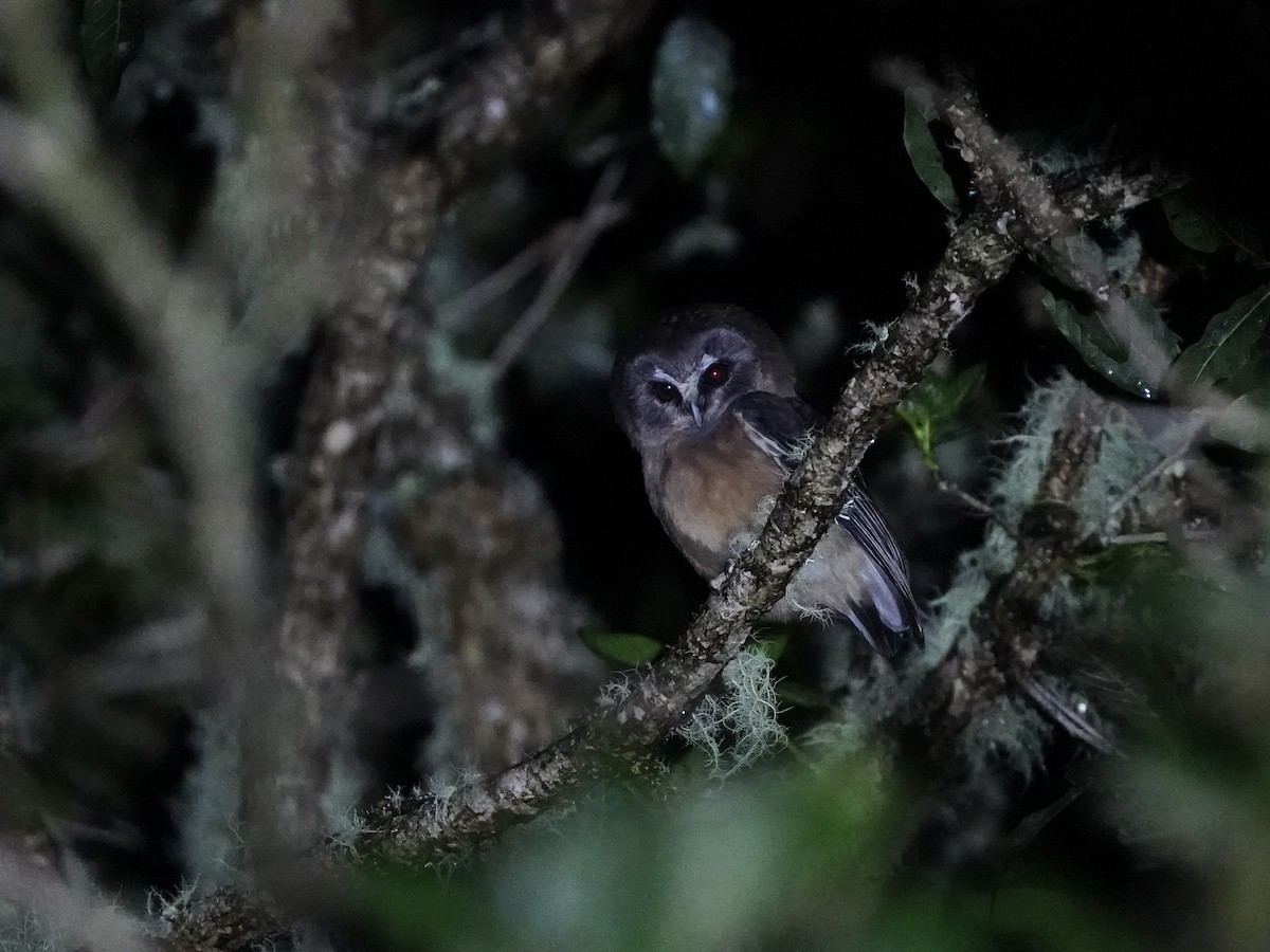 Unspotted Saw-whet Owl - Carlos Ulate