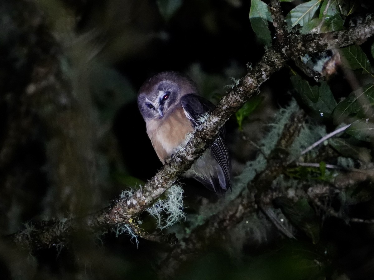 Unspotted Saw-whet Owl - ML622883672