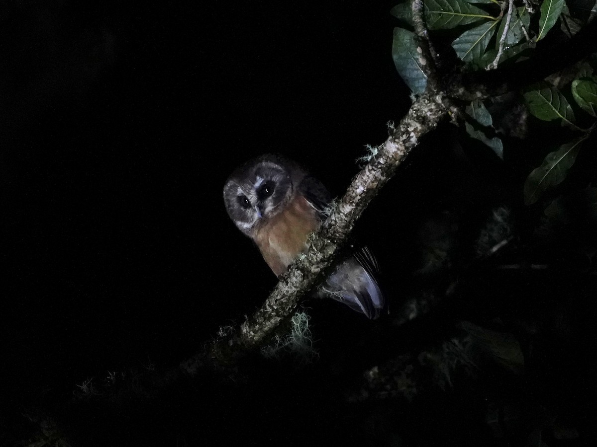 Unspotted Saw-whet Owl - ML622883673