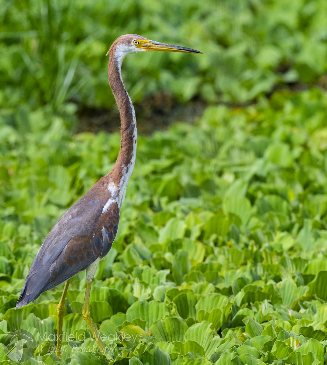 Tricolored Heron - Maxfield Weakley