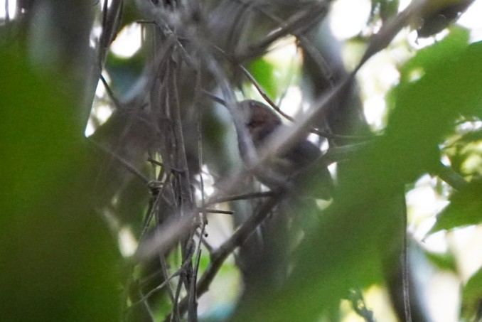 Long-billed Gnatwren - ML622883714