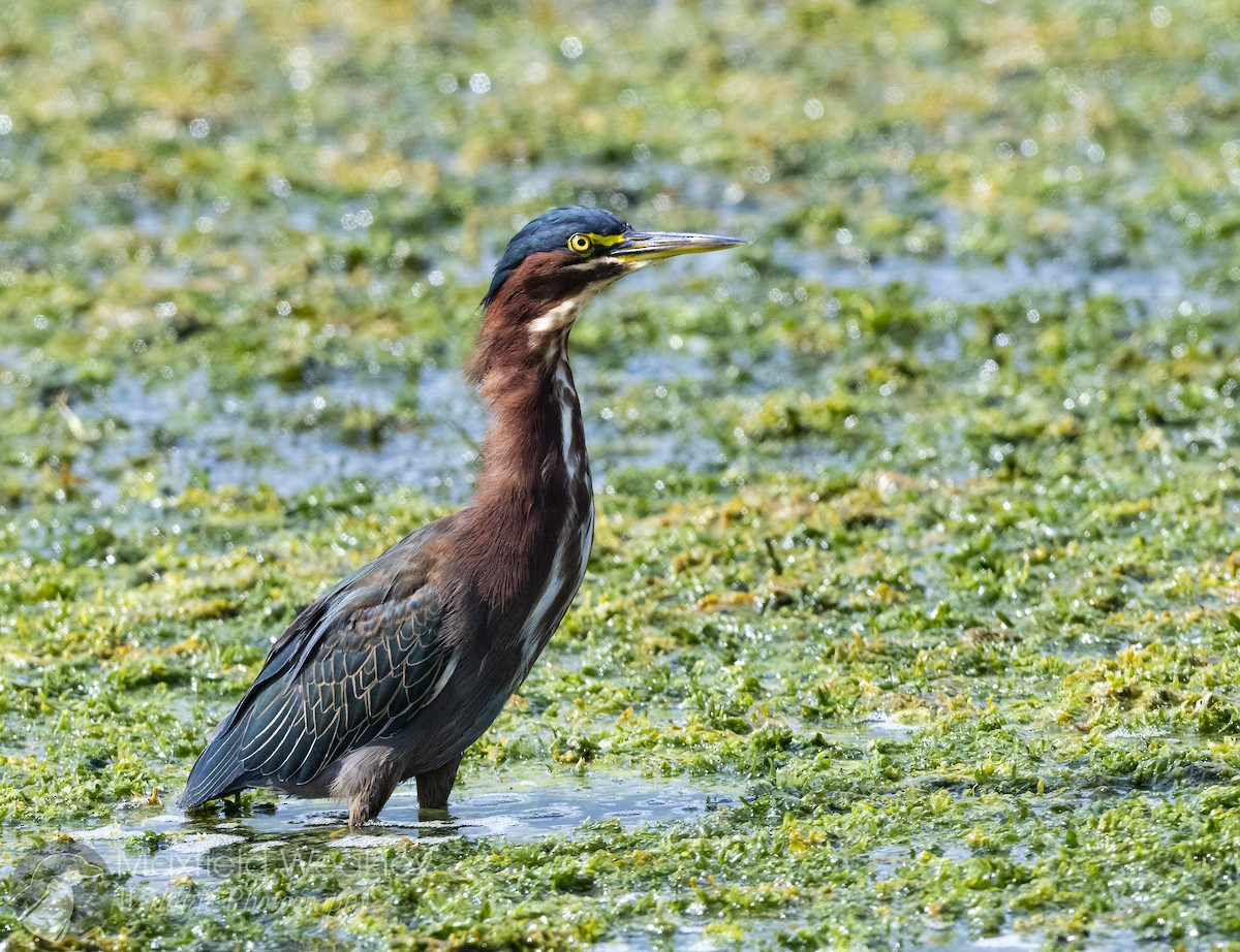 Green Heron (virescens/bahamensis) - ML622883736