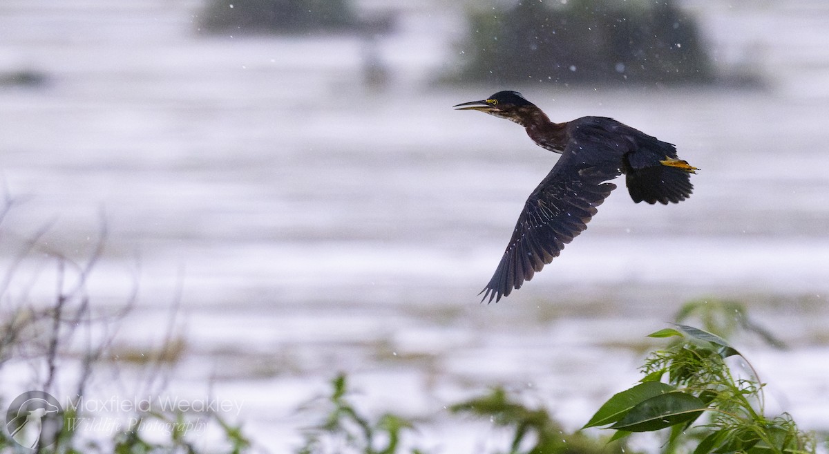 Green Heron (virescens/bahamensis) - Maxfield Weakley