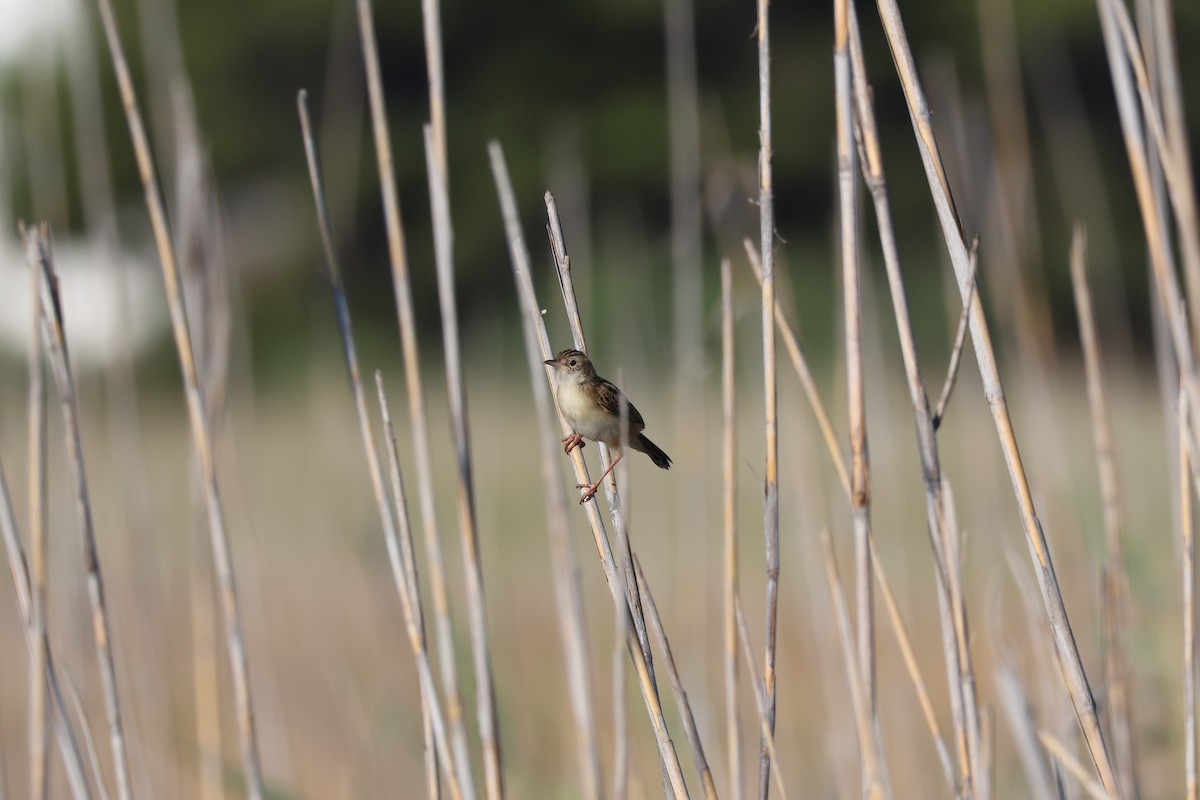 Zitting Cisticola - ML622883740