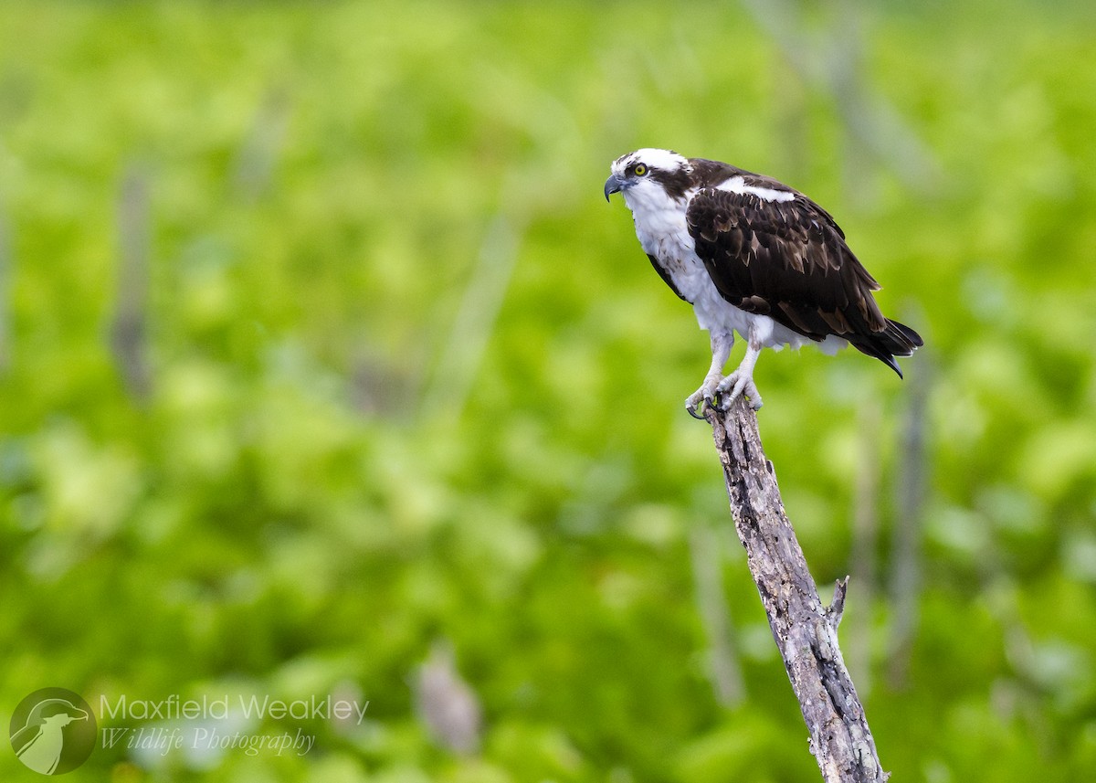 Osprey (carolinensis) - Maxfield Weakley