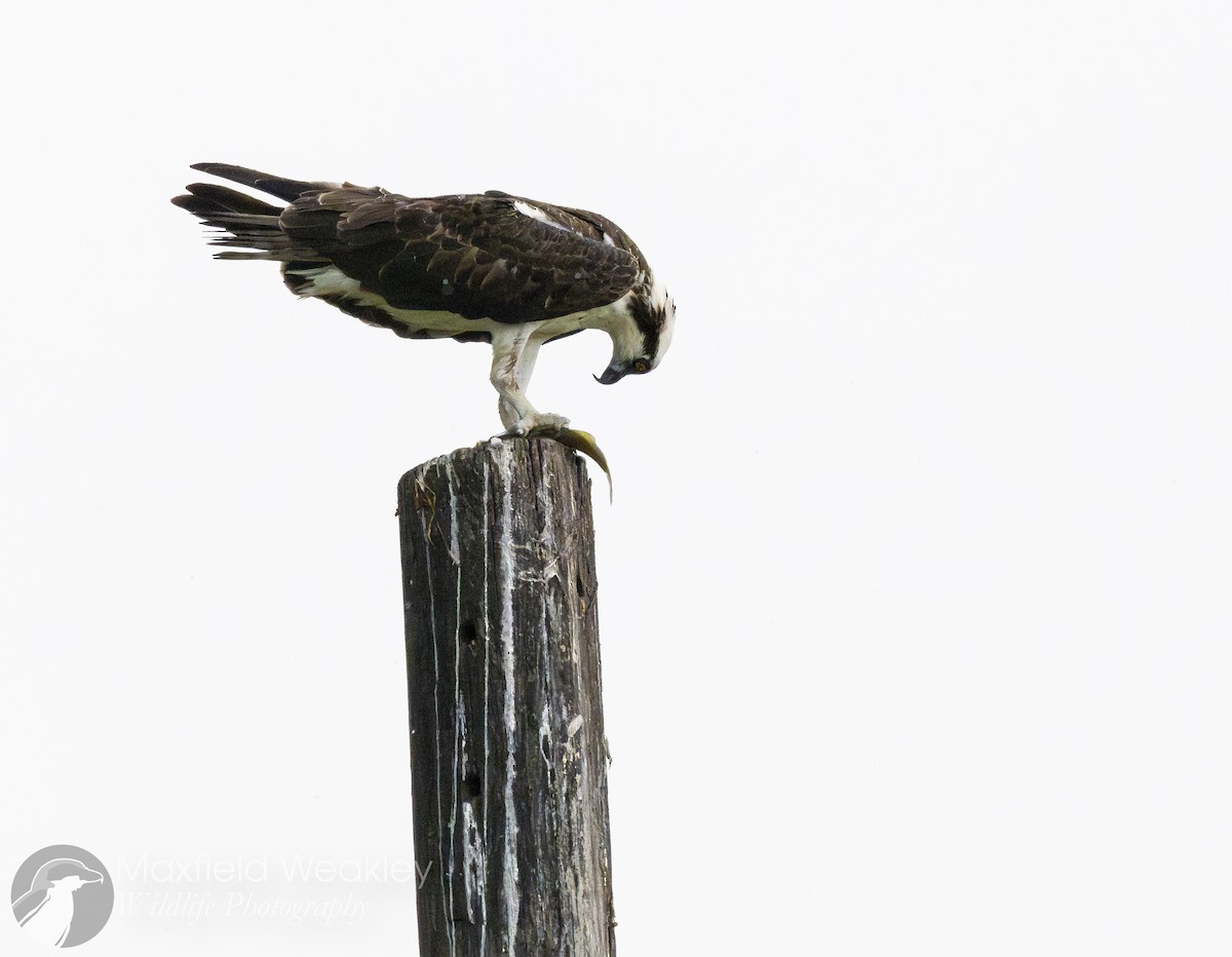 Скопа західна (підвид carolinensis) - ML622883772