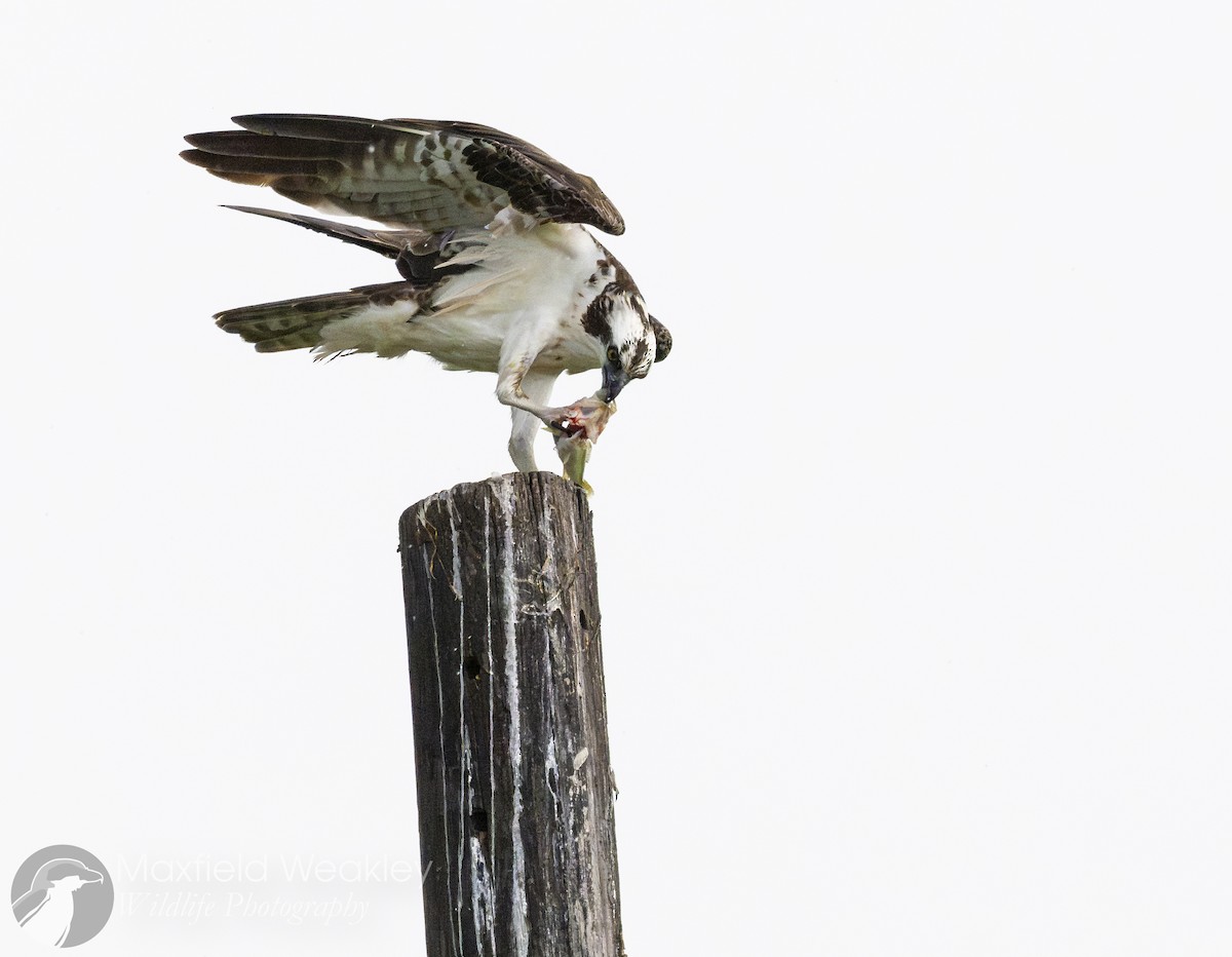 Скопа західна (підвид carolinensis) - ML622883773