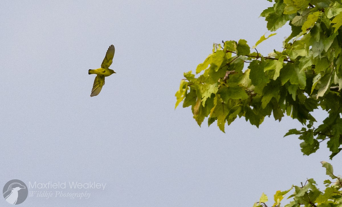 Yellow Warbler (Northern) - Maxfield Weakley