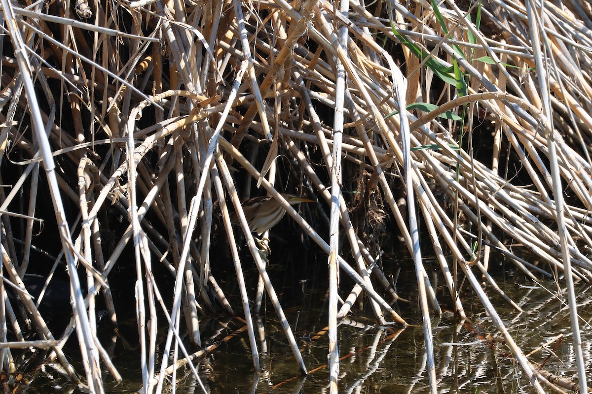 Little Bittern - ML622883804