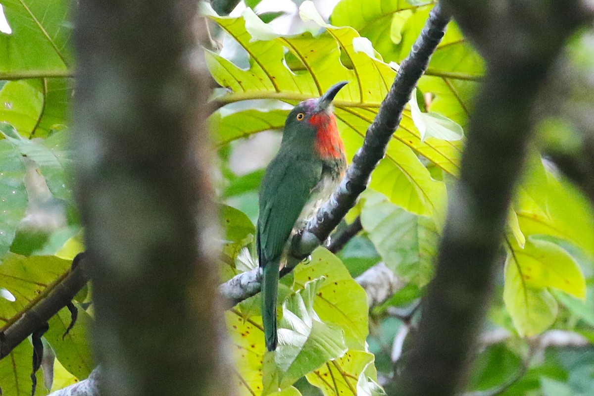 Red-bearded Bee-eater - ML622883832