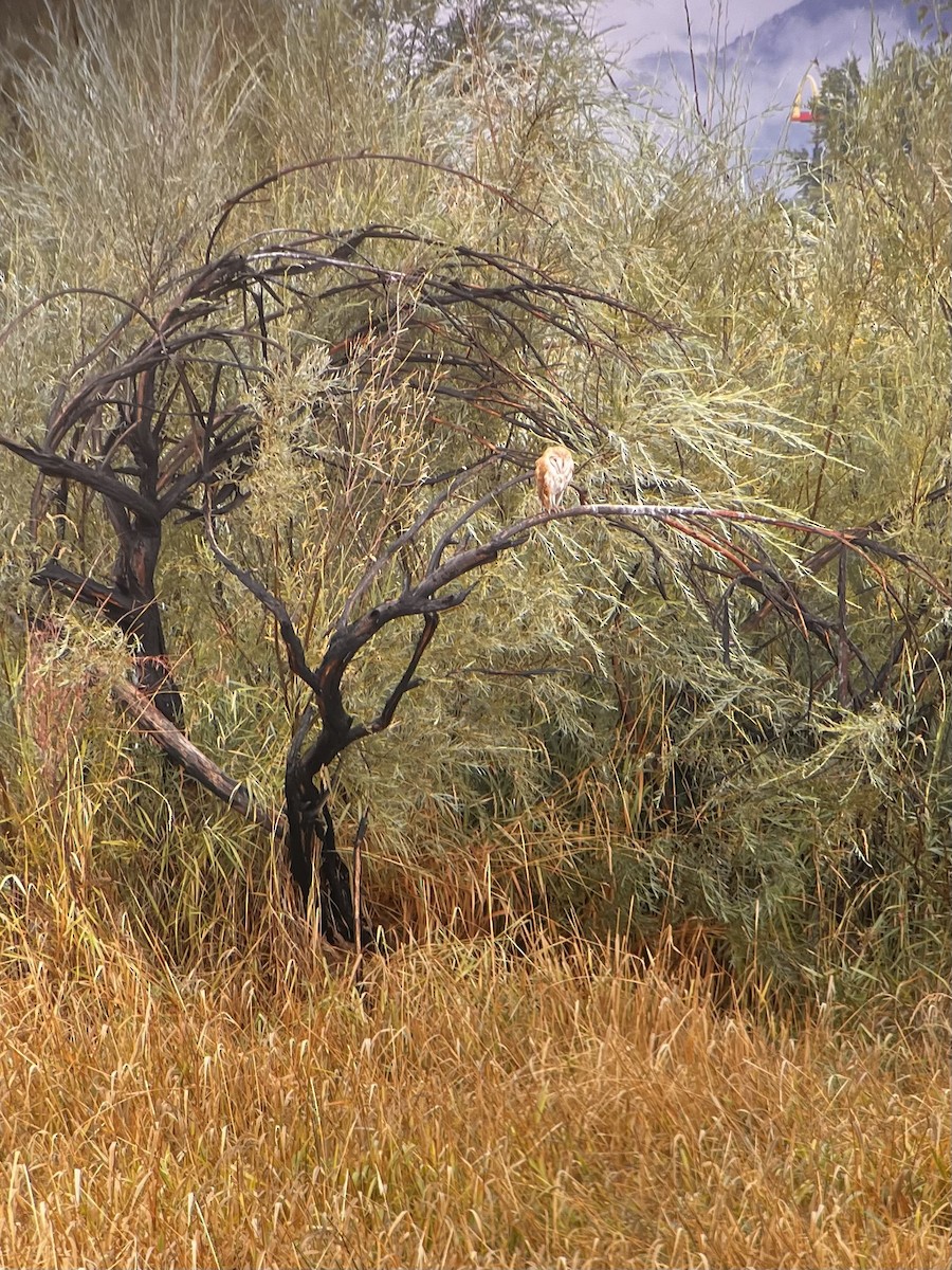 Barn Owl - Leslie Hart