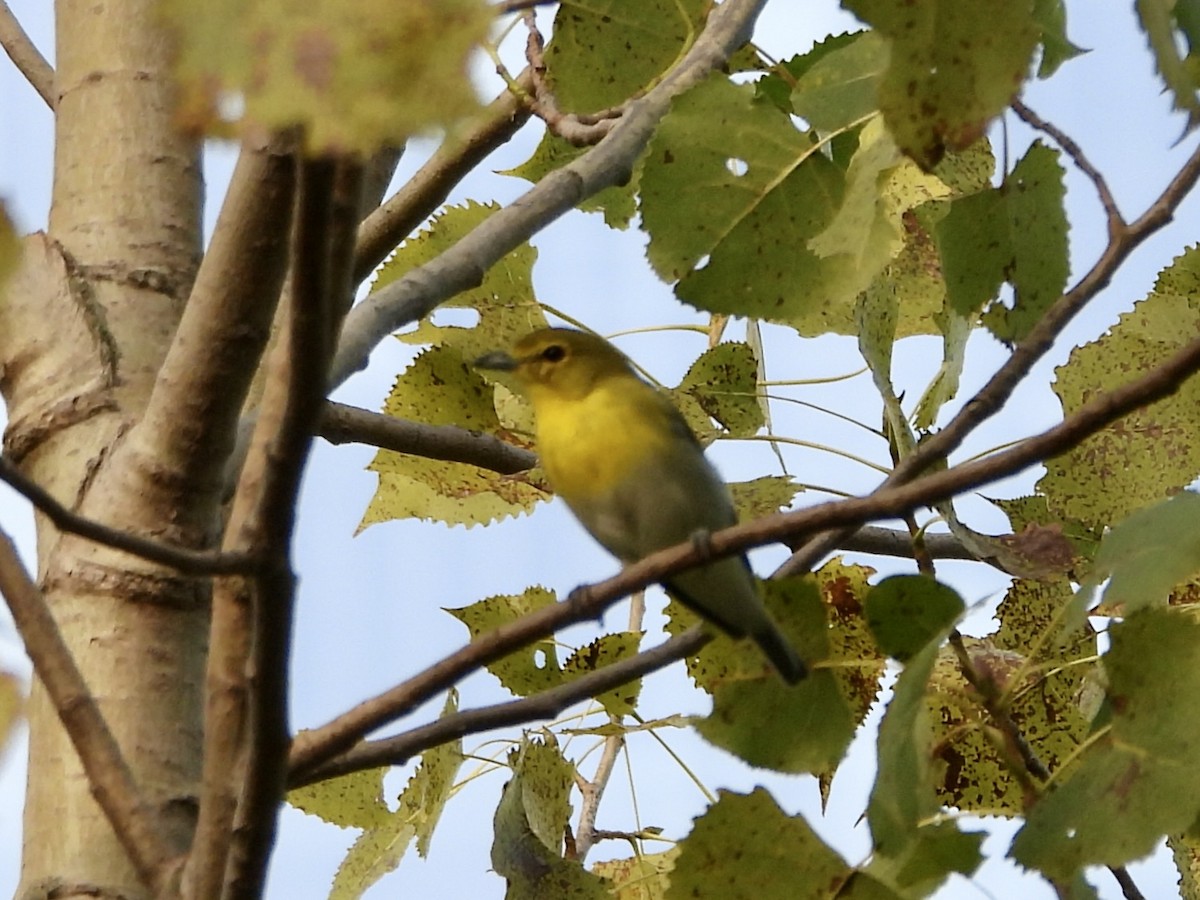 Vireo Gorjiamarillo - ML622883857