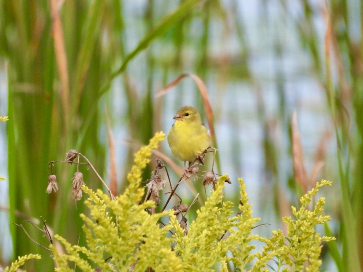 American Goldfinch - ML622883866