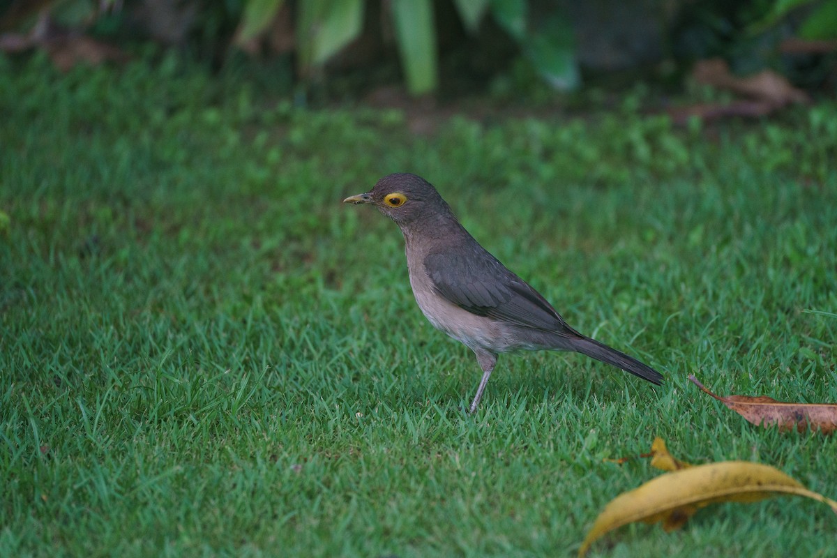 Spectacled Thrush - ML622883874