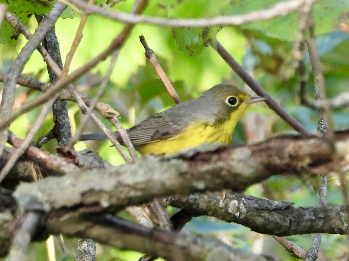 Canada Warbler - ML622883882