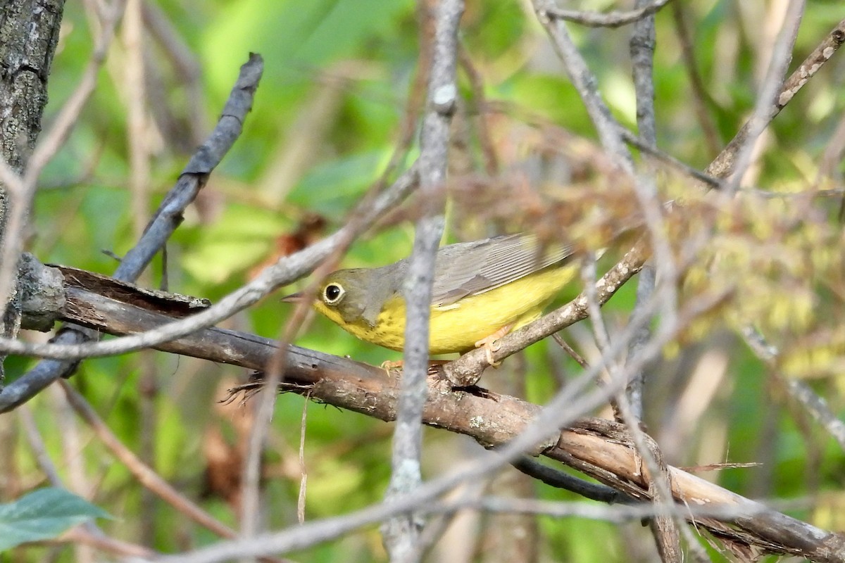 Canada Warbler - ML622883883