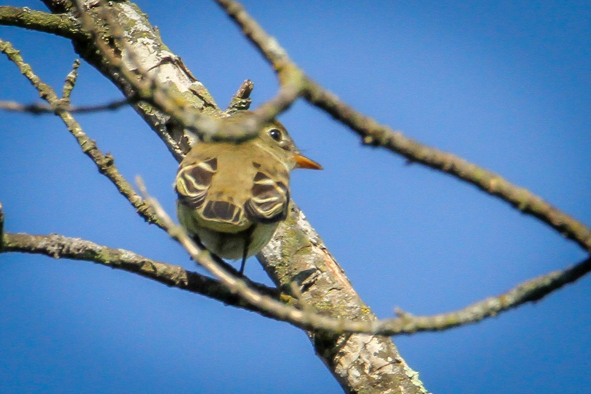 Acadian Flycatcher - ML622883903