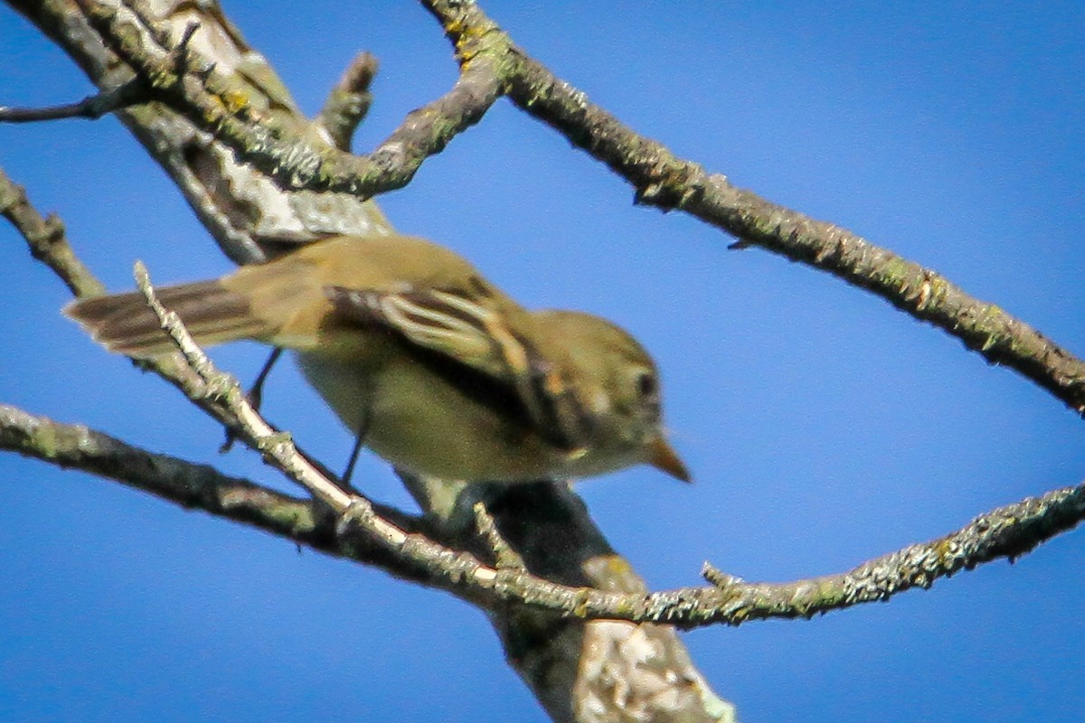 Acadian Flycatcher - ML622883911