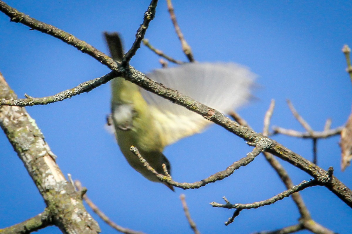 Moucherolle vert - ML622883916