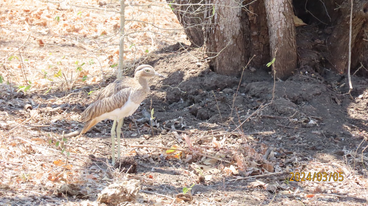 Double-striped Thick-knee - Paul Wolter