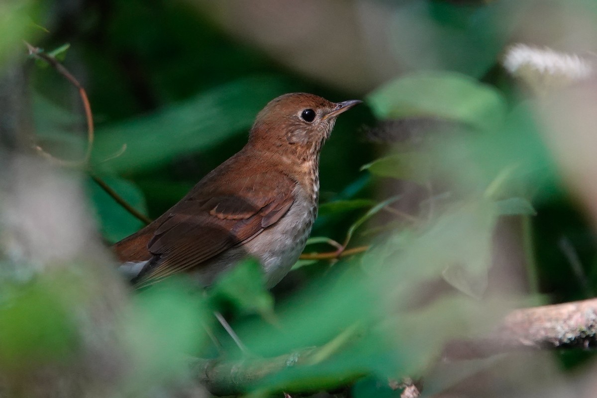 Veery - ML622883995