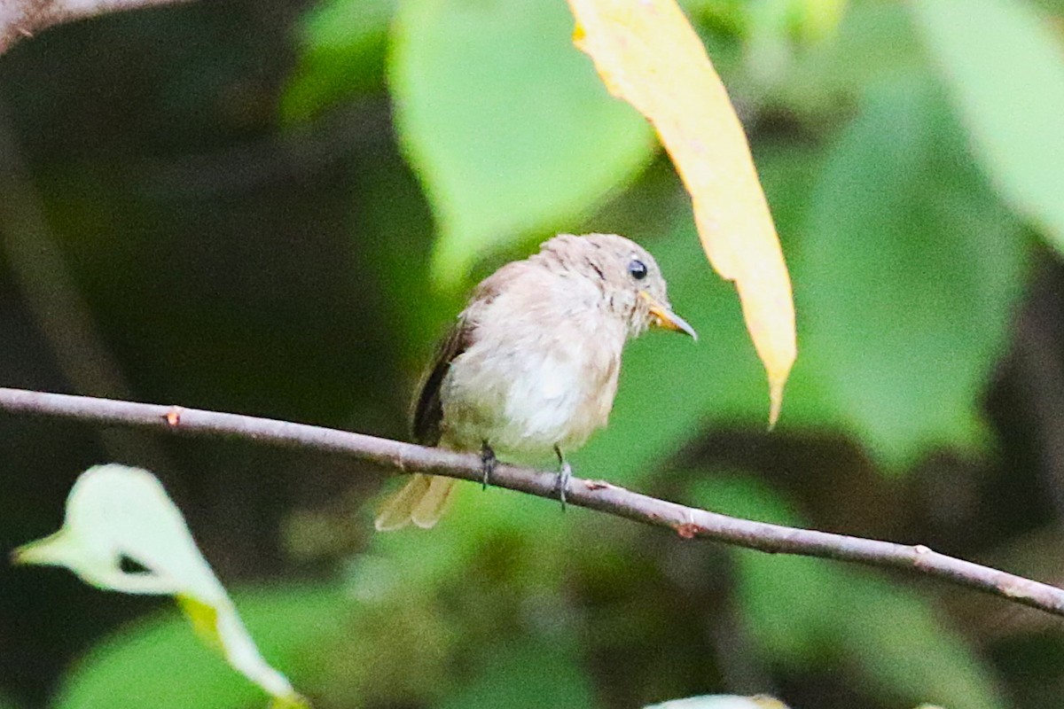 Fulvous-chested Jungle Flycatcher - Clyde Blum