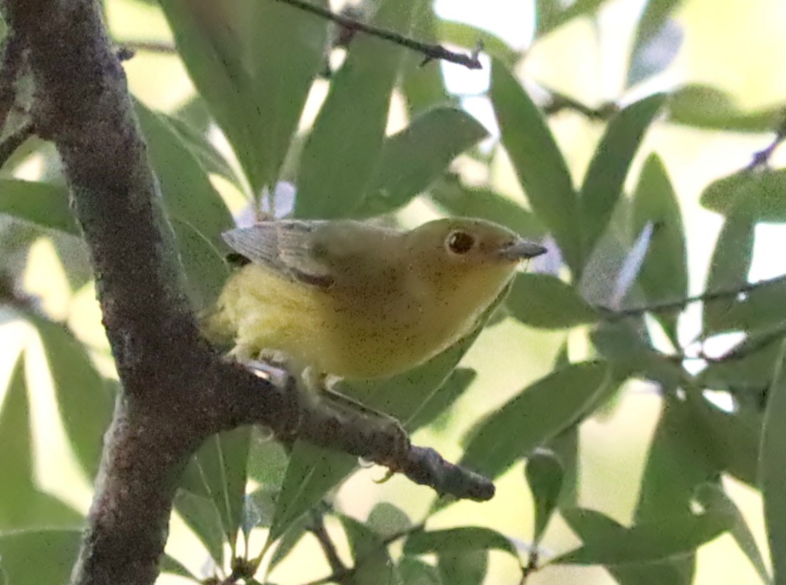 Yellow Warbler - Roberta Blair