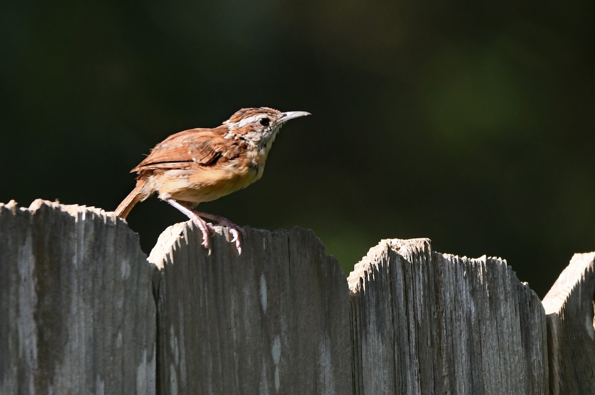 Carolina Wren - Kevin Smith