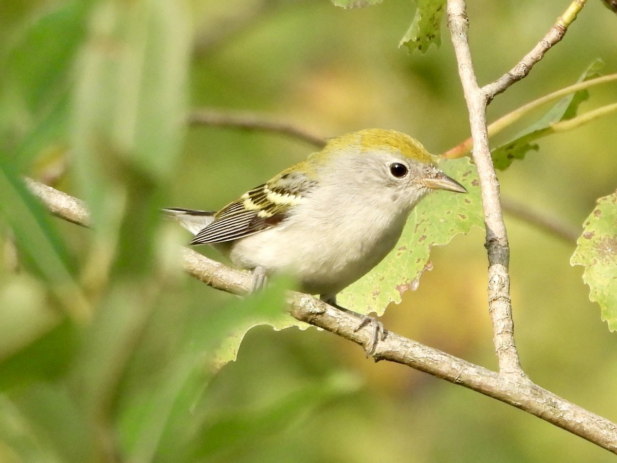 Chestnut-sided Warbler - ML622884041