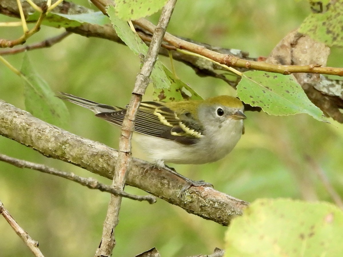 Chestnut-sided Warbler - ML622884042