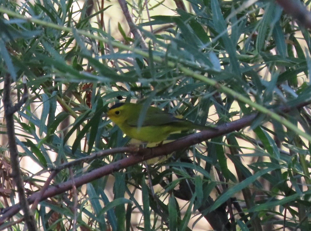 Wilson's Warbler - ML622884093