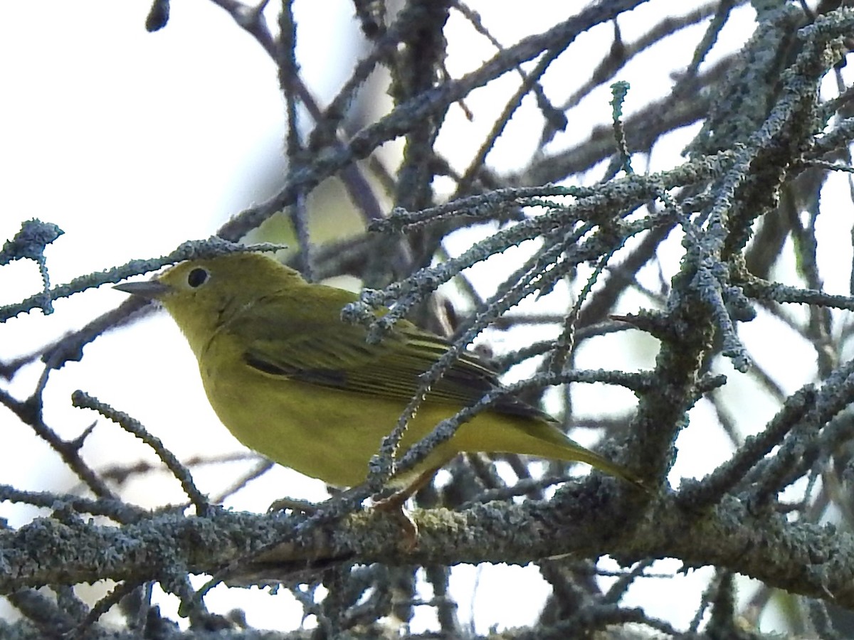 Paruline jaune - ML622884097