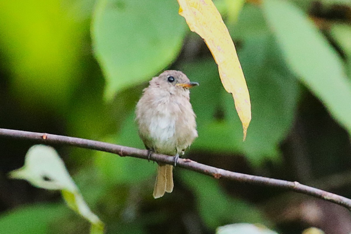 Fulvous-chested Jungle Flycatcher - ML622884191