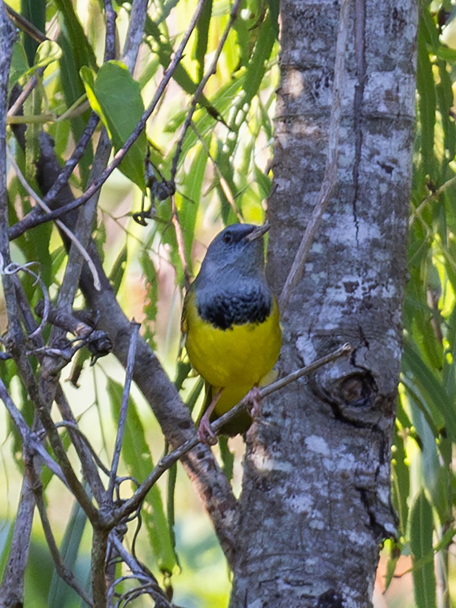 Mourning Warbler - ML622884198