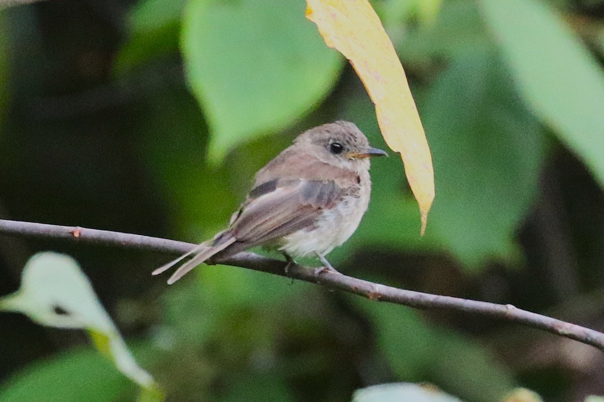 Fulvous-chested Jungle Flycatcher - ML622884205