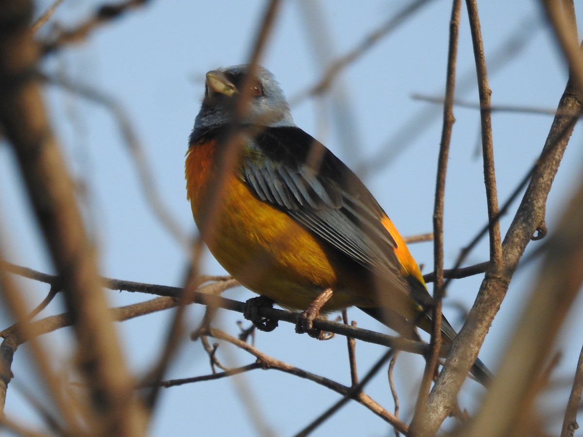 Blue-and-yellow Tanager - ML622884322