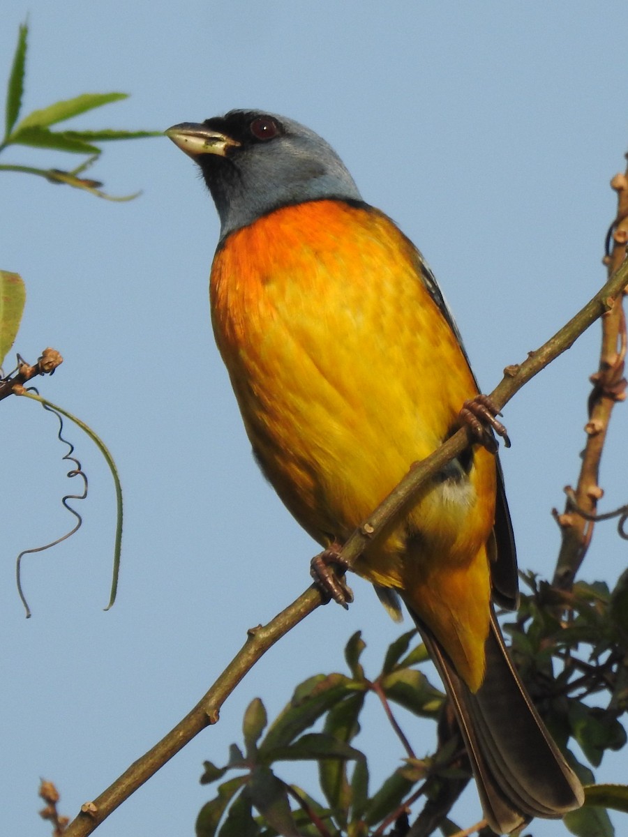 Blue-and-yellow Tanager - ML622884344