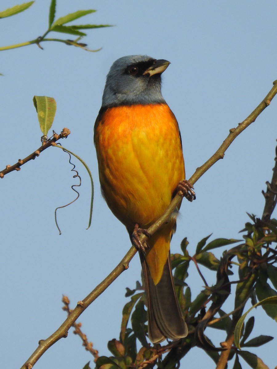 Blue-and-yellow Tanager - ML622884348